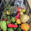 TURNING FOOD DESERTS  INTO FOOD HARVESTS