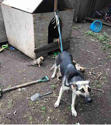 Dogs chained outlet up outside